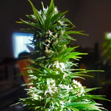 CBD Mass Feminized cannabis flower bud by Advanced Female Seeds