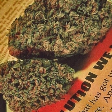 Honeysuckle Feminized cannabis flower bud by Advanced Female Seeds