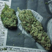 Ice Breaker Feminized cannabis flower bud by Advanced Female Seeds