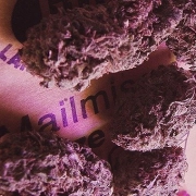 Knockout Feminized cannabis flower bud by Advanced Female Seeds