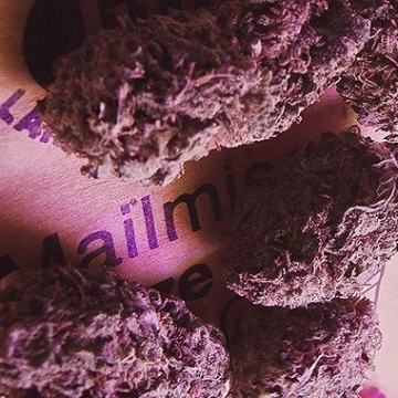 Knockout Feminized cannabis flower bud by Advanced Genetics Seeds