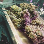 Northern High Lights Feminized cannabis flower bud by Advanced Female Seeds