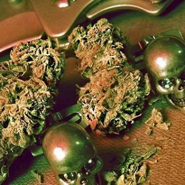 Pineapple Chunk Feminized cannabis flower bud by Advanced Genetics Seeds