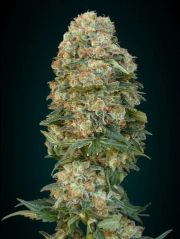 Afghan Skunk Feminized cannabis flower bud by Advanced Seeds