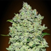 Auto Bio Diesel Mass Autoflowering cannabis flower bud by Advanced Seeds