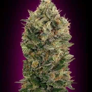 Auto Black Diesel Autoflowering cannabis flower bud by Advanced Seeds