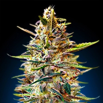 Auto Blue Diesel Autoflowering cannabis flower bud by Advanced Seeds