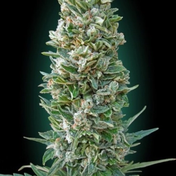 Auto Heavy Bud Feminized cannabis flower bud by Advanced Seeds