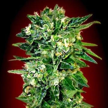 Auto Kaya 47 Autoflowering cannabis flower bud by Advanced Seeds