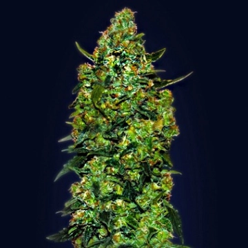 Auto Skunk Mass Autoflowering cannabis flower bud by Advanced Seeds