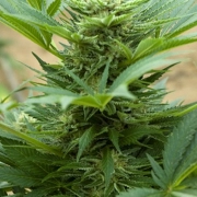 Automatic Mix Autoflowering cannabis flower bud by Advanced Seeds