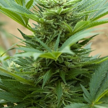 Automatic Mix Autoflowering cannabis flower bud by Advanced Seeds