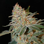 Black Diesel Feminized cannabis flower bud by Advanced Seeds