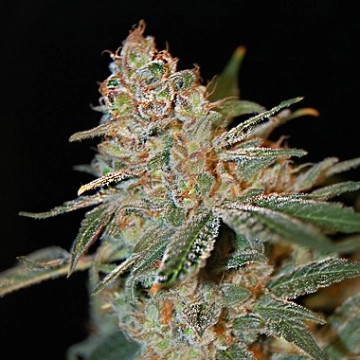 Black Diesel Feminized cannabis flower bud by Advanced Seeds