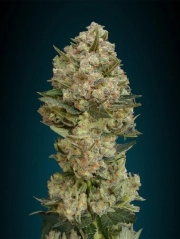 Critical Feminized cannabis flower bud by Advanced Seeds