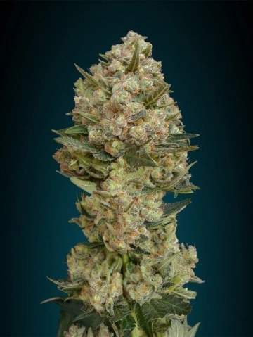 Critical Feminized cannabis flower bud by Advanced Seeds