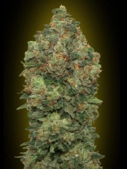 Critical Soma Feminized cannabis flower bud by Advanced Seeds