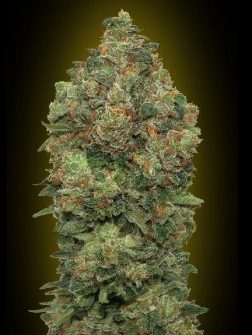 Critical Soma – Advanced Seeds – Feminized