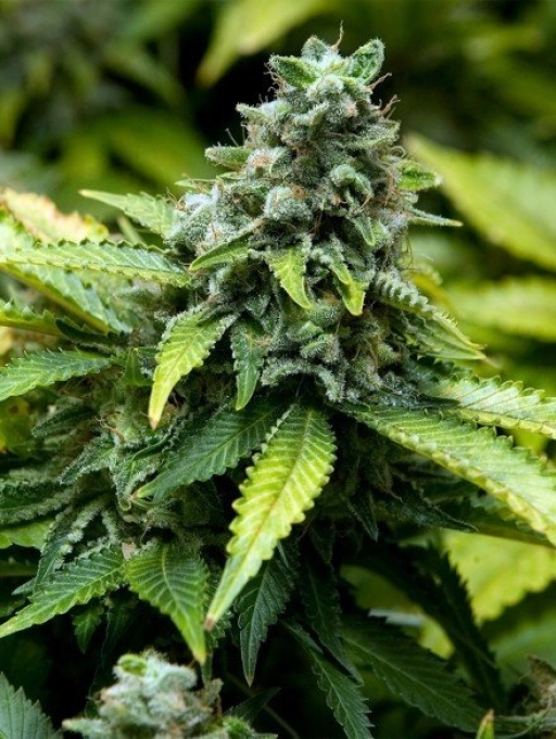 Early Widow – Advanced Seeds – Feminized