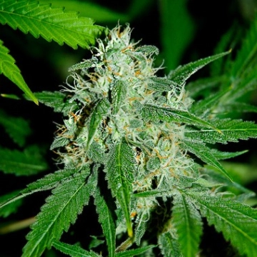 Haze Mist Feminized cannabis flower bud by Advanced Seeds