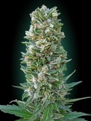 Heavy Bud Feminized cannabis flower bud by Advanced Seeds