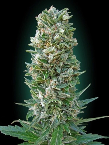 Heavy Bud Feminized cannabis flower bud by Advanced Seeds