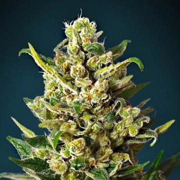 Ice Kush Feminized cannabis flower bud by Advanced Seeds