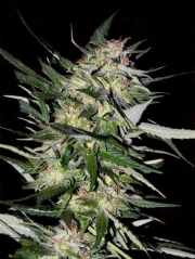 Jack Plant Feminized cannabis flower bud by Advanced Seeds