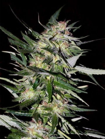 Jack Plant Feminized cannabis flower bud by Advanced Seeds