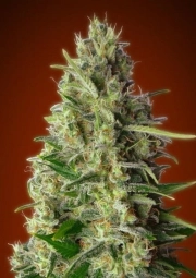 Kali 47 Feminized cannabis flower bud by Advanced Seeds