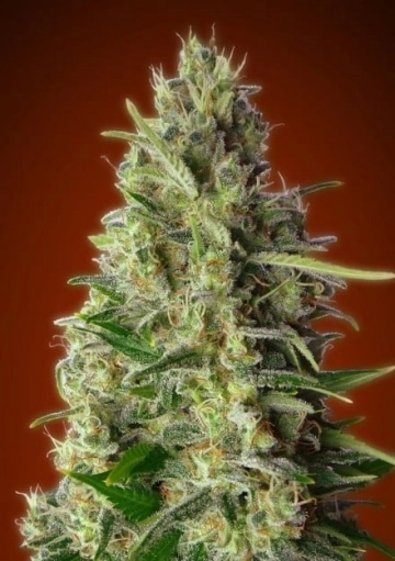 Kali 47 Feminized cannabis flower bud by Advanced Seeds