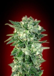 Kaya 47 Feminized cannabis flower bud by Advanced Seeds