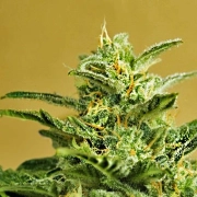 Low Girl Auto Autoflowering cannabis flower bud by Advanced Seeds