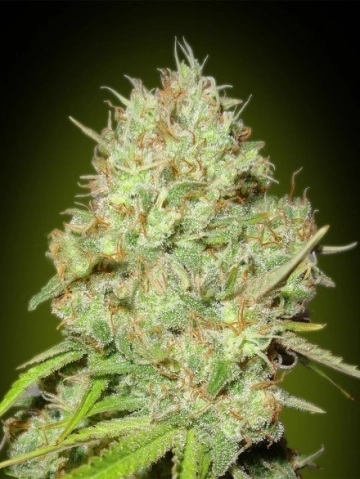 Shark Widow Feminized cannabis flower bud by Advanced Seeds