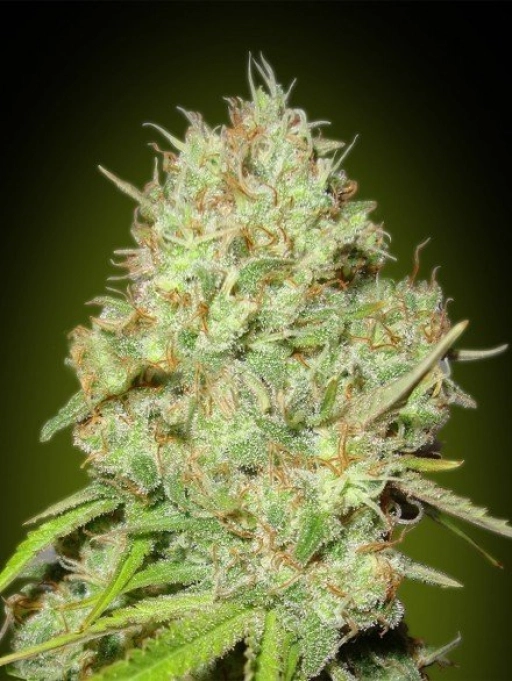 Shark Widow – Advanced Seeds – Feminized