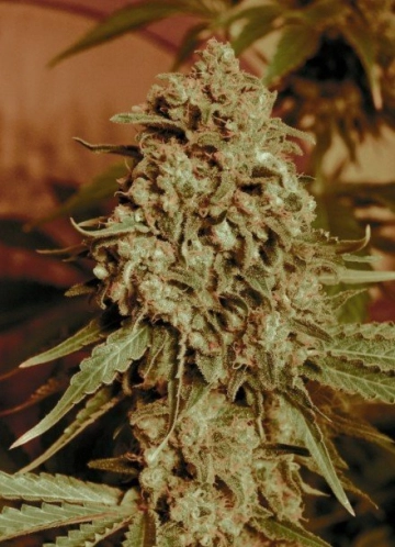 Somango Widow Feminized cannabis flower bud by Advanced Seeds