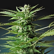Sweet Dwarf Auto Autoflowering cannabis flower bud by Advanced Seeds