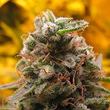 Top 69 Auto Autoflowering cannabis flower bud by Advanced Seeds