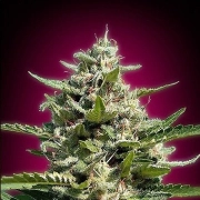 White Kush Feminized cannabis flower bud by Advanced Seeds