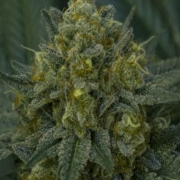 Auto Blackberry Moonrocks Autoflowering cannabis flower bud by Anesia Seeds