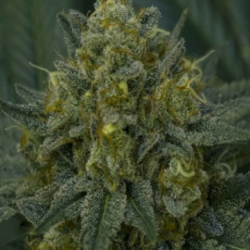 Auto Blackberry Moonrocks Autoflowering cannabis flower bud by Anesia Seeds