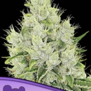 Auto Lemongrass Autoflowering cannabis flower bud by Anesia Seeds