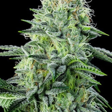 Auto Strawberry Banana Autoflowering cannabis flower bud by Anesia Seeds