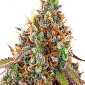 Cherry Kiss Feminized cannabis flower bud by Anesia Seeds