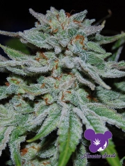 Slurricane Feminized cannabis flower bud by Anesia Seeds