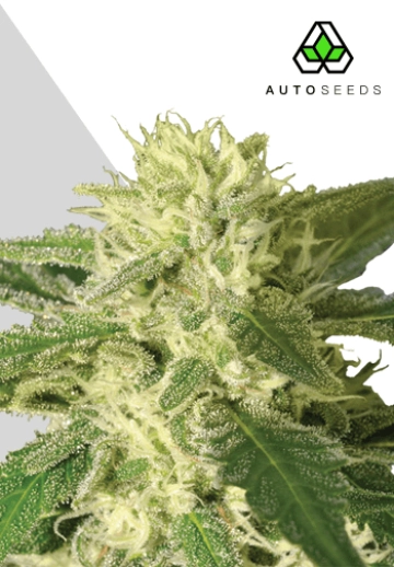 Auto #1 Autoflowering cannabis flower bud by Auto Seeds