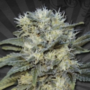 Auto Chemdog Autoflowering cannabis flower bud by Auto Seeds