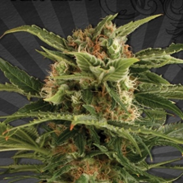 Auto Pounder Autoflowering cannabis flower bud by Auto Seeds