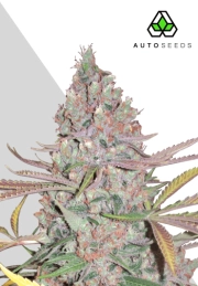 Berry Ryder Autoflowering cannabis flower bud by Auto Seeds