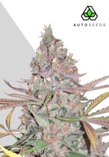 Berry Ryder Autoflowering cannabis flower bud by Auto Seeds
